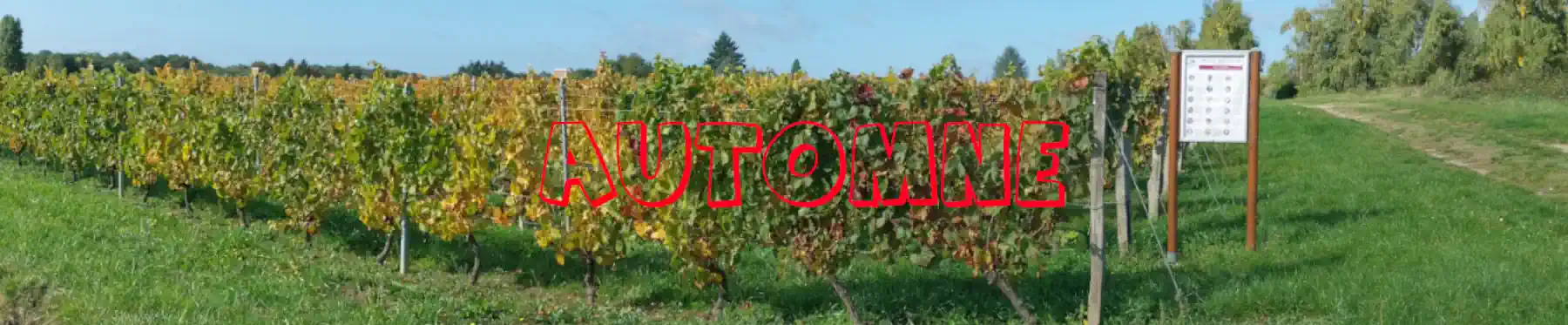 Vignes en automne