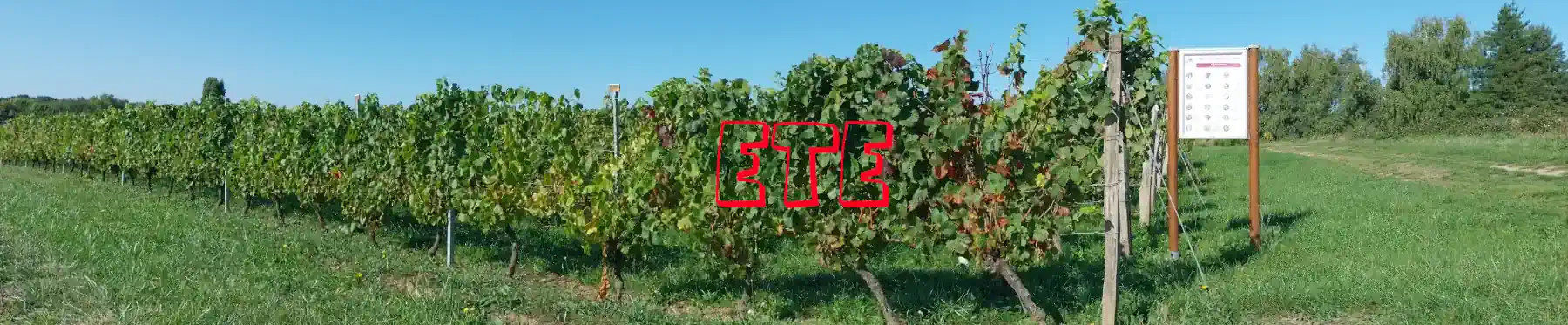 Vignes en été