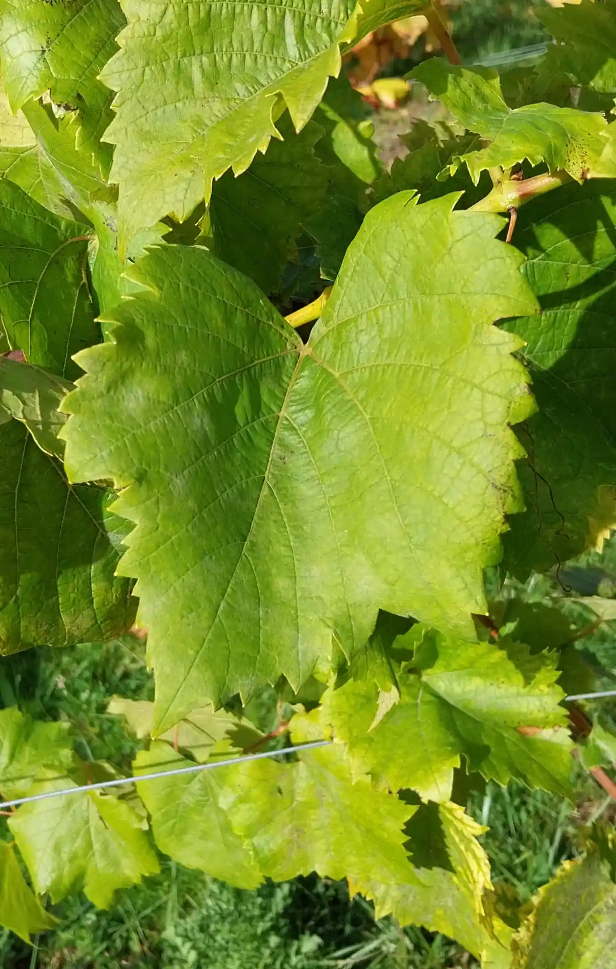 Feuille de Baco noir