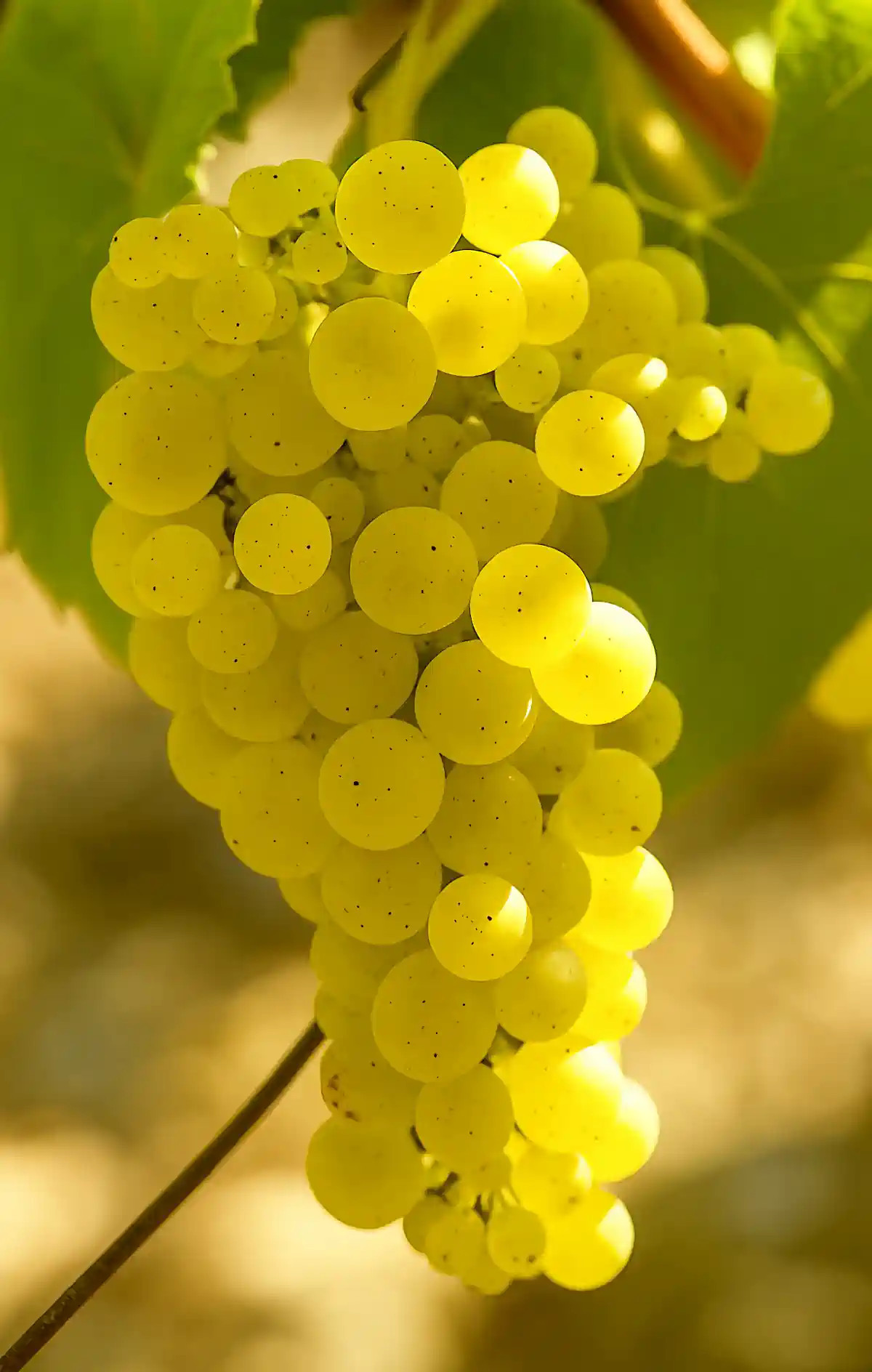 Grappe de Chardonnay