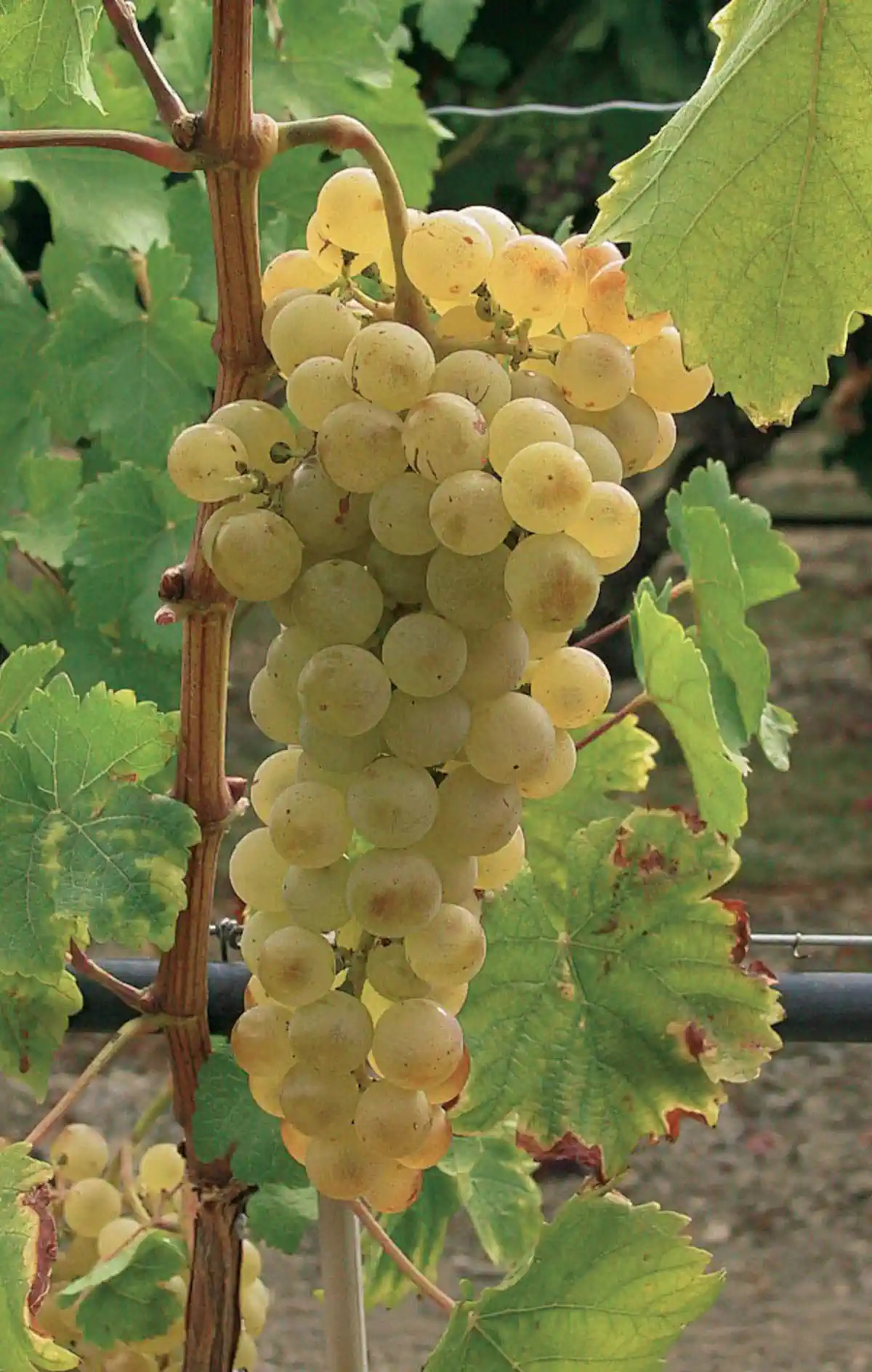 Grappe de Chasselas