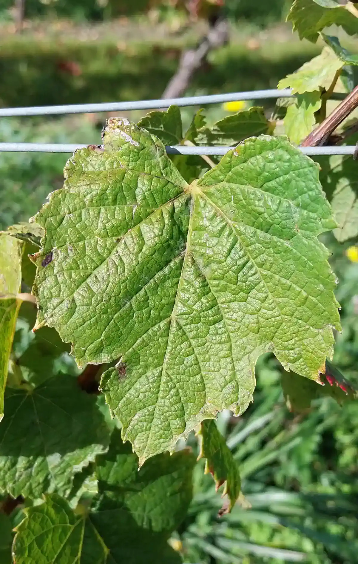 Feuille de Genouillet