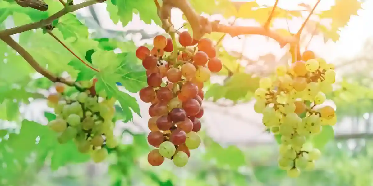 Vignoble de Pinot noir