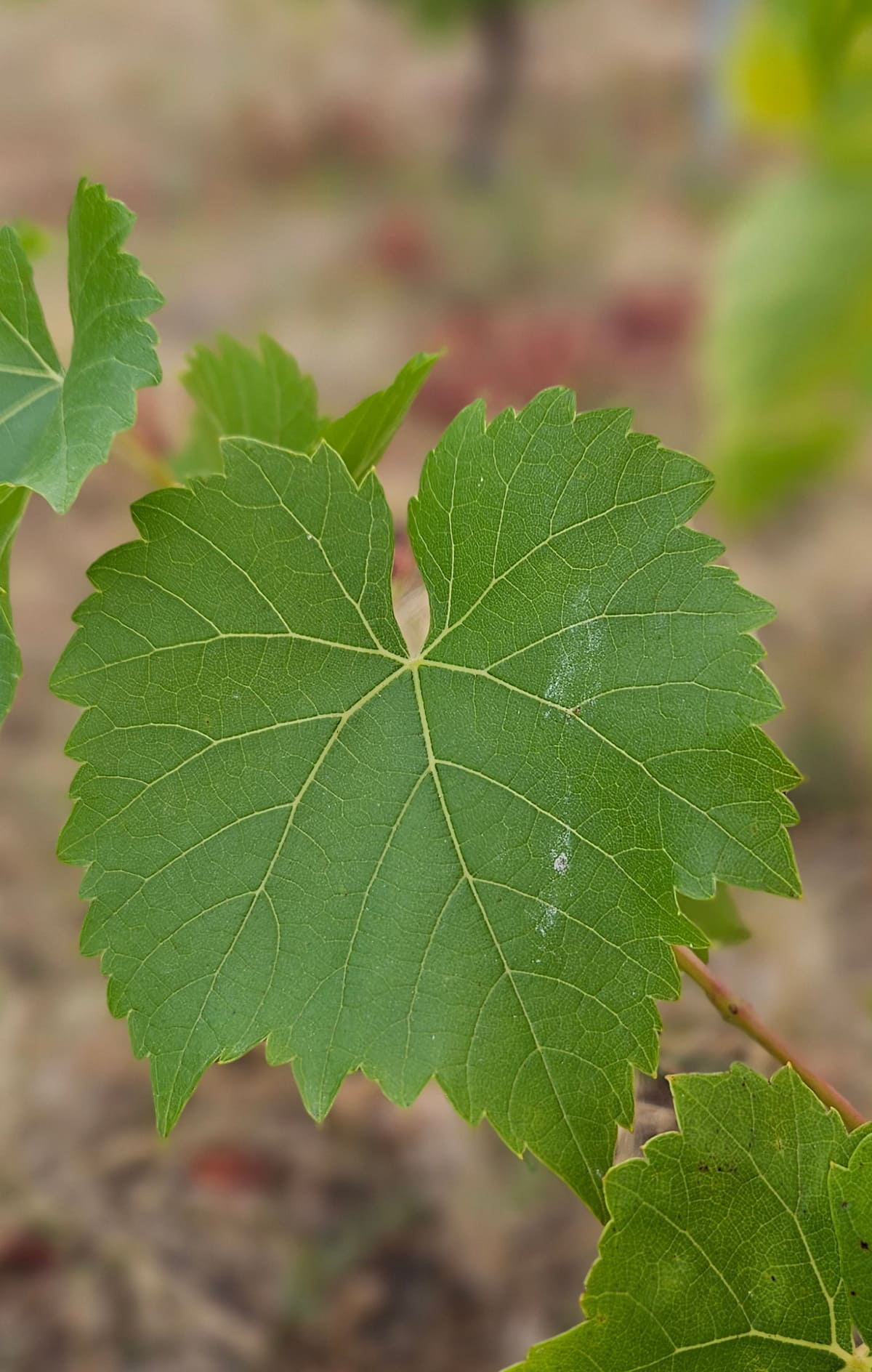 Feuille de Gordon blanc