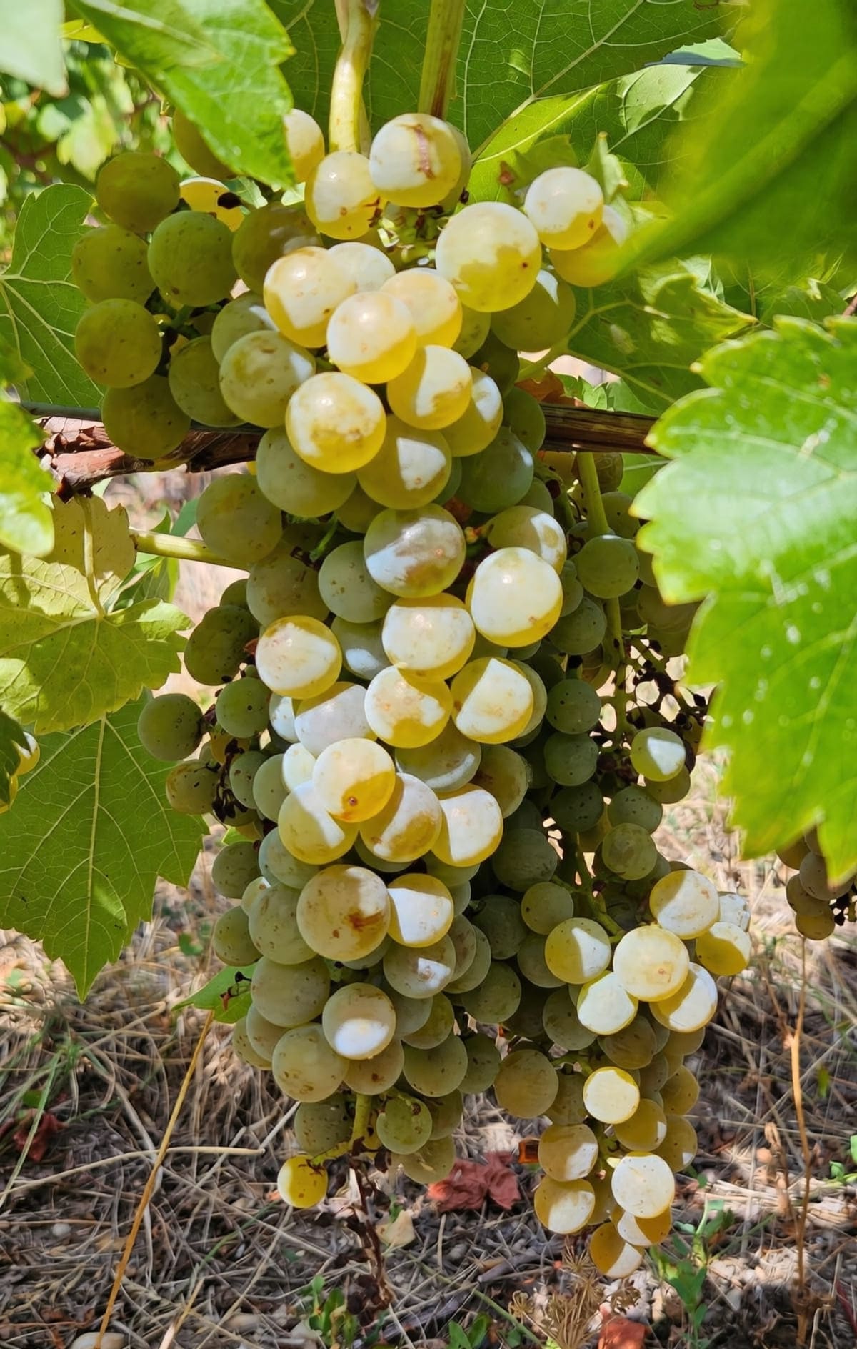 Grappe de Gordon blanc