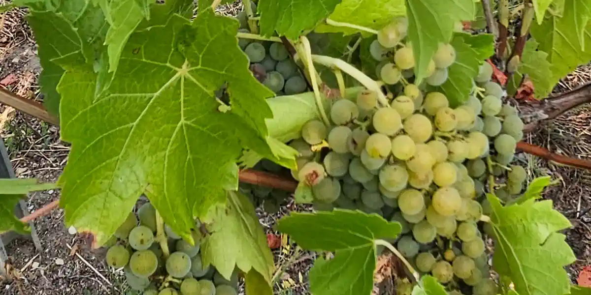 Vignoble de Gordon blanc