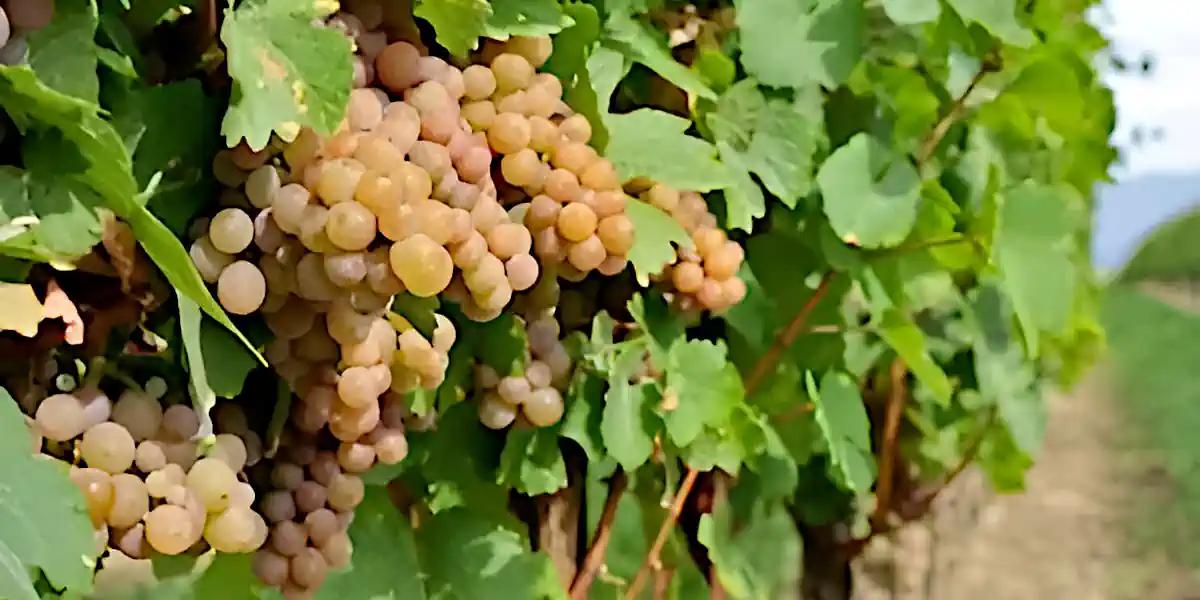 Vignoble de Grolleau gris