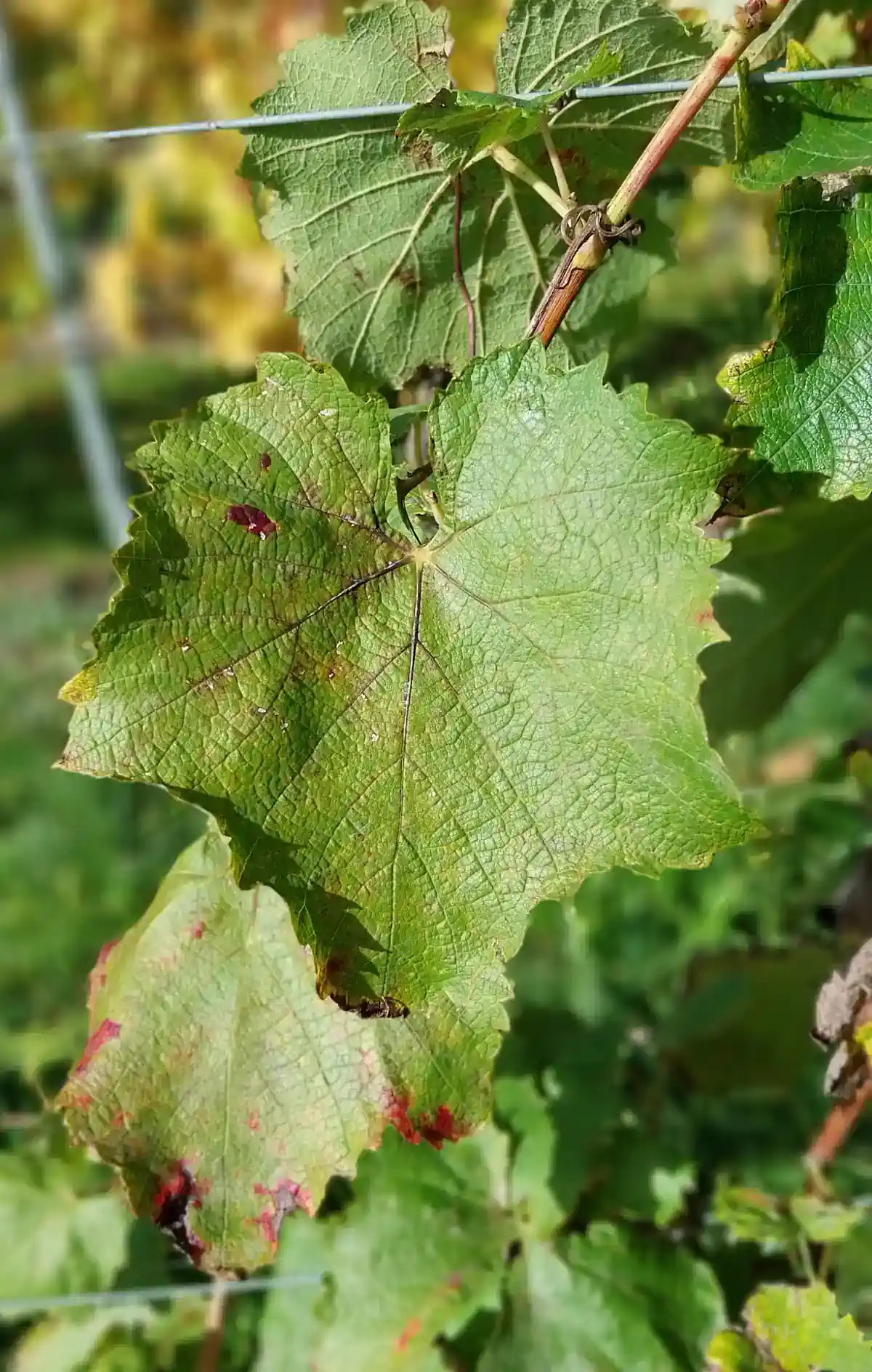 Feuille de Grolleau noir