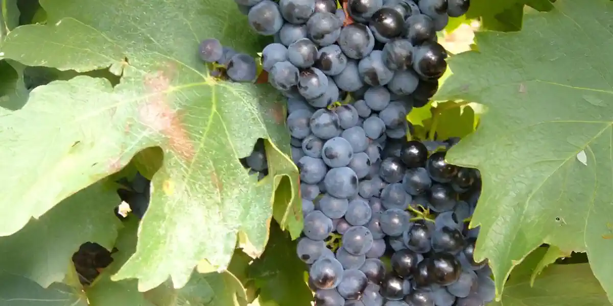 Vignoble de Grolleau noir