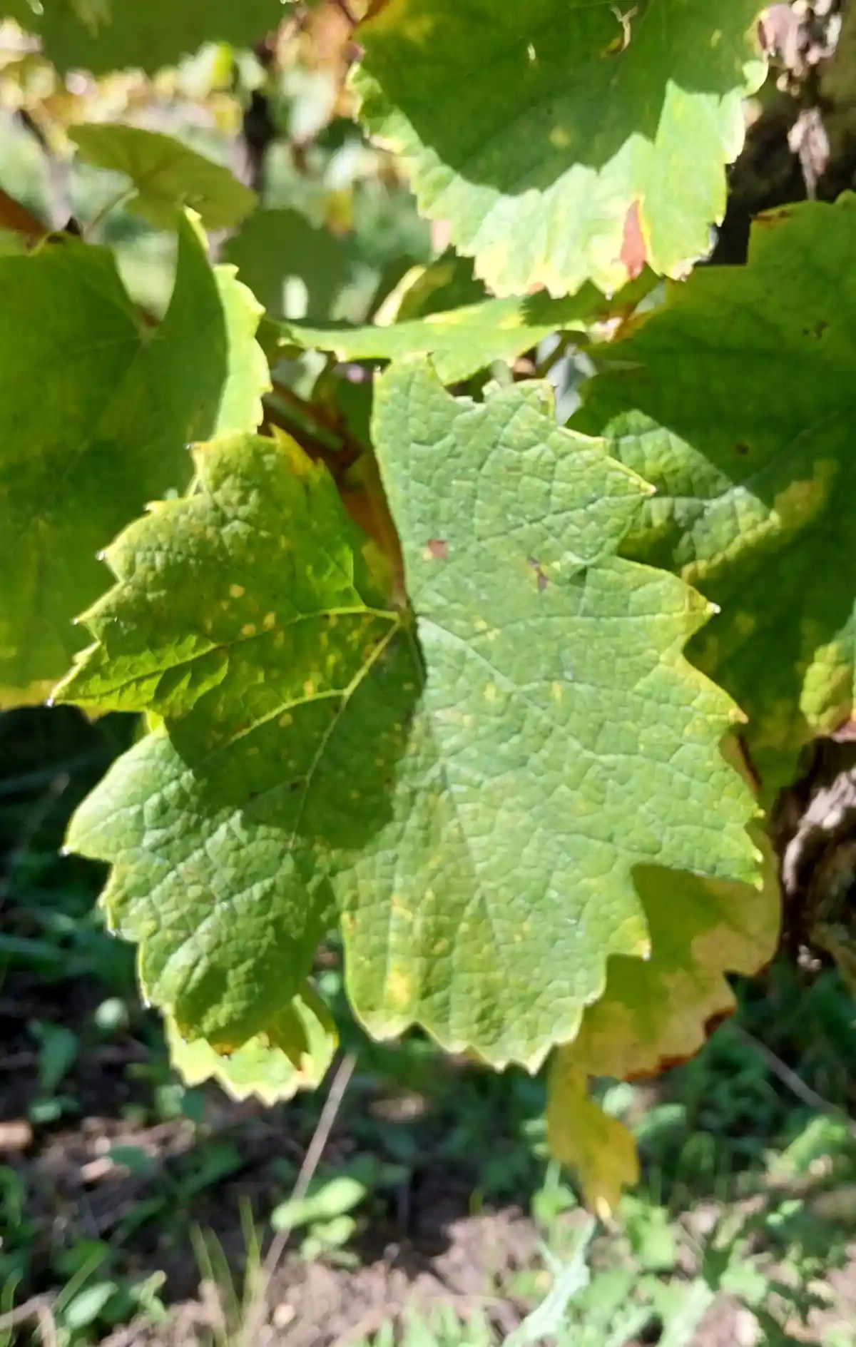 Feuille de Melon de Bourgogne