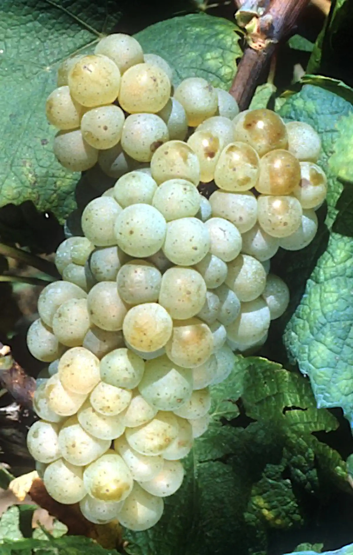 Grappe de Melon de Bourgogne