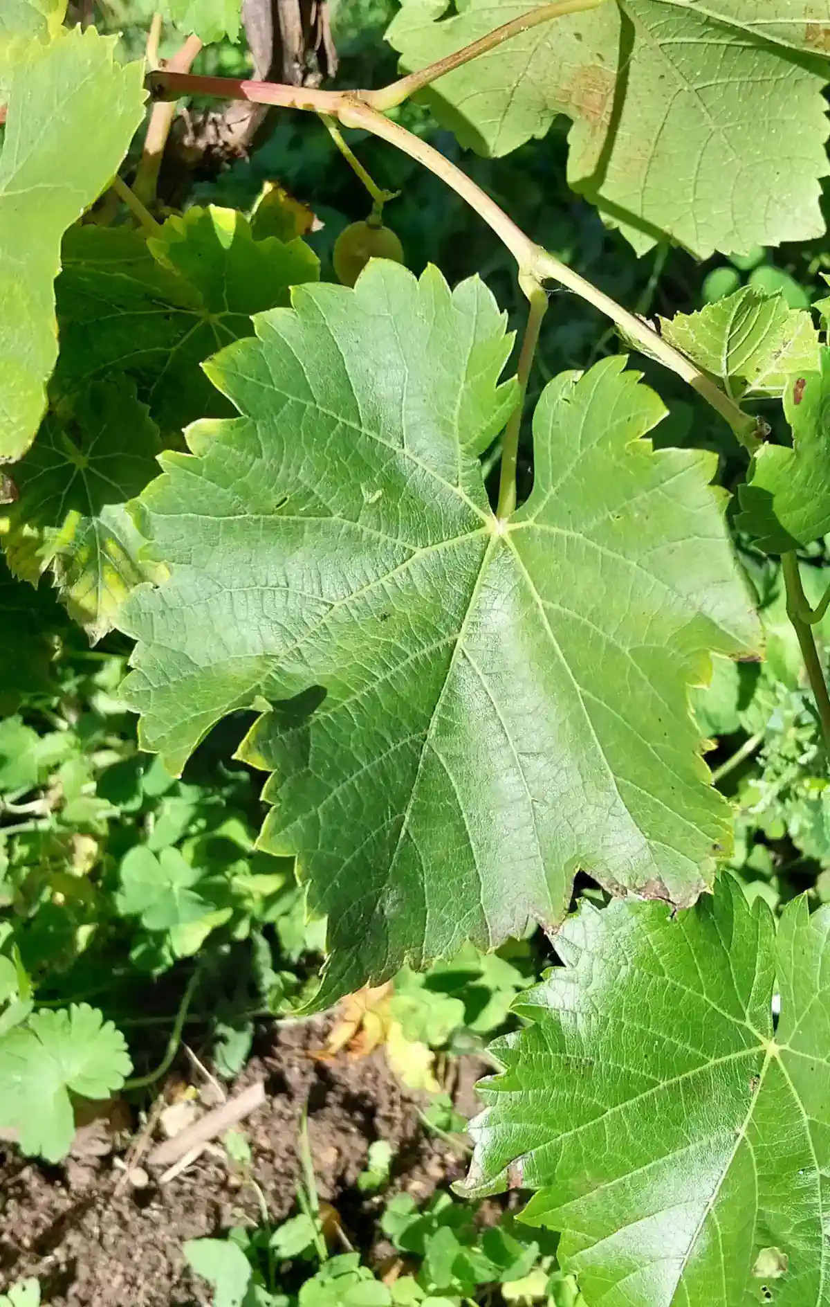 Feuille de Muscat