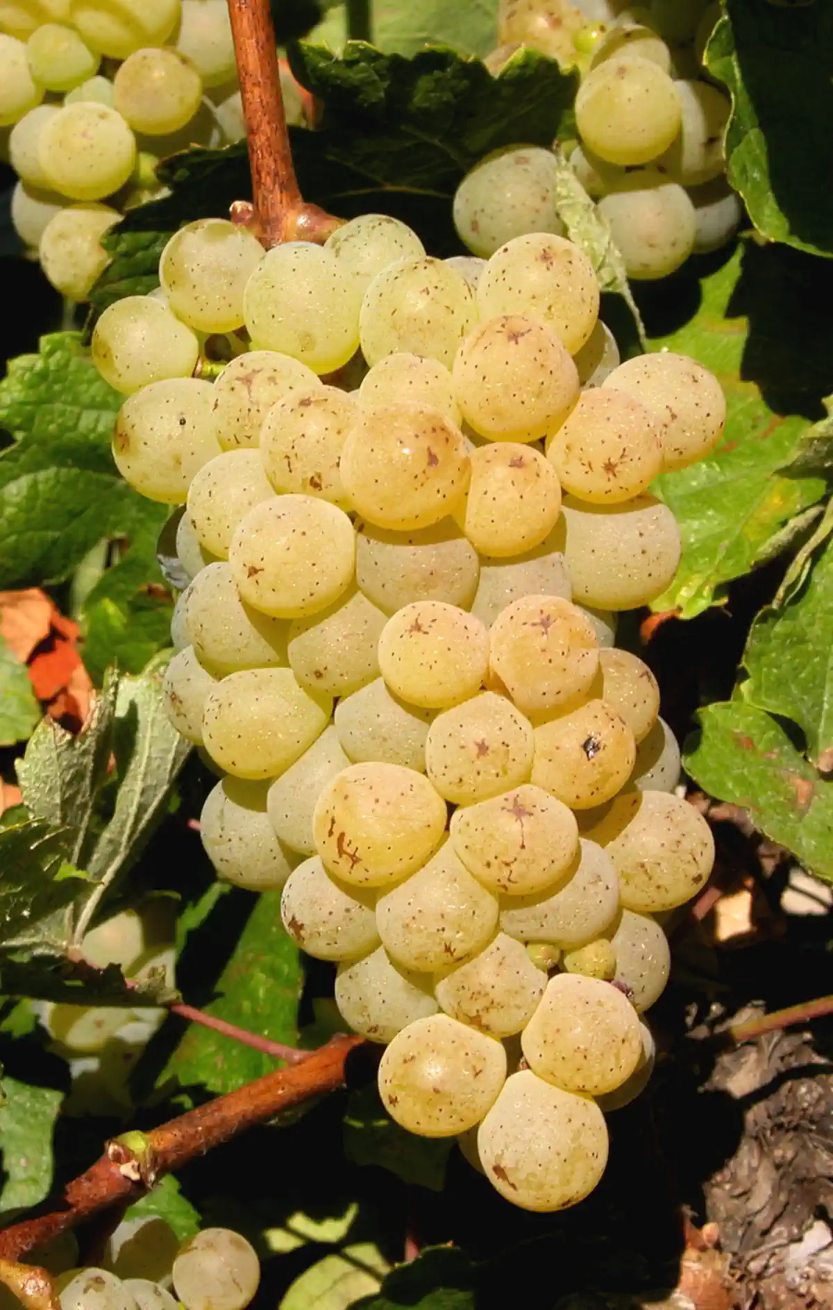 Grappe de Petit Meslier