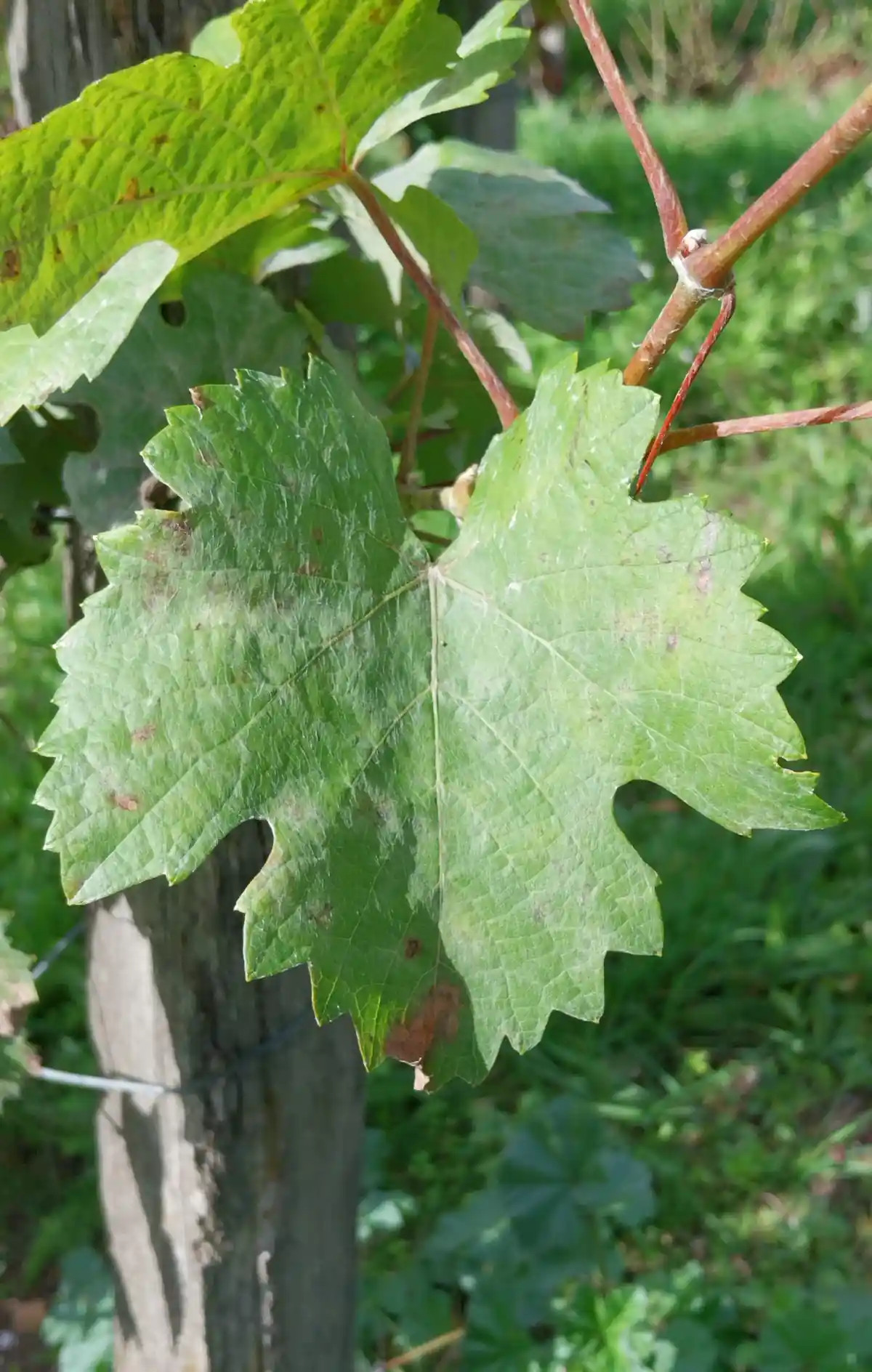 Feuille de Pinot meunier