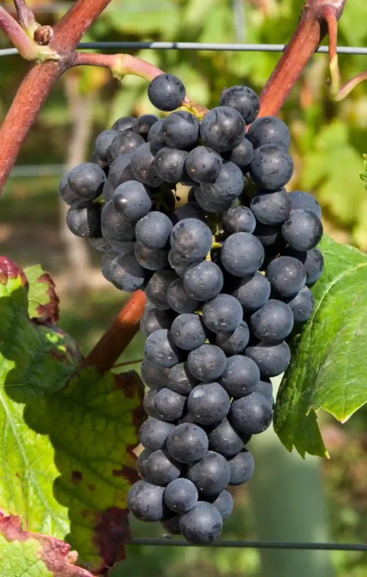 Grappe de Pinot noir
