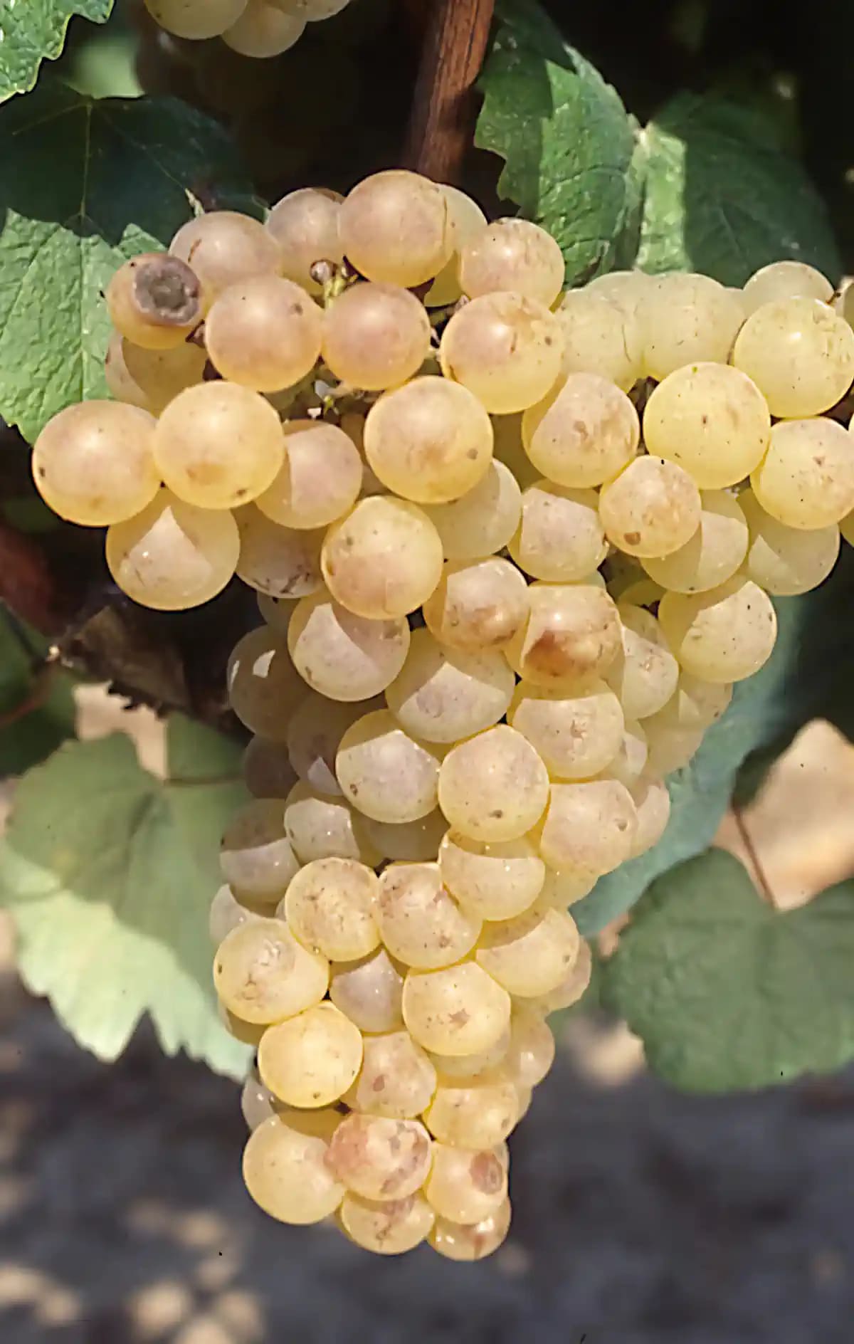 Grappe de Romorantin