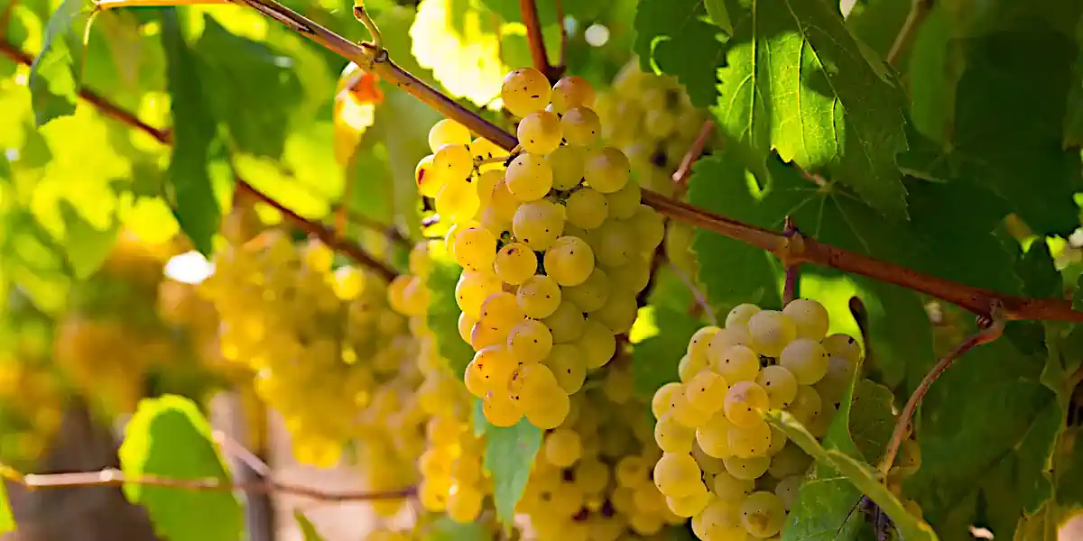 Vignoble de Romorantin