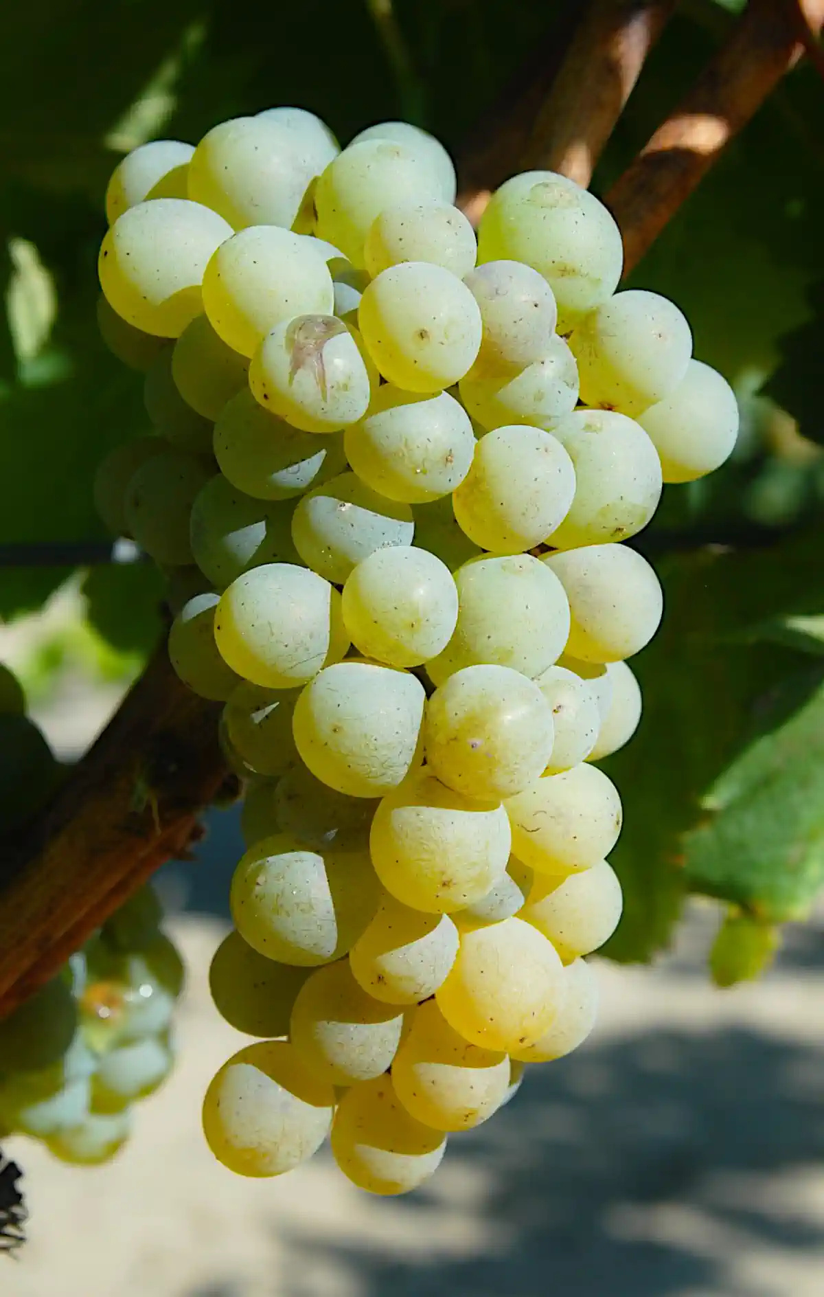 Grappe de Sauvignon
