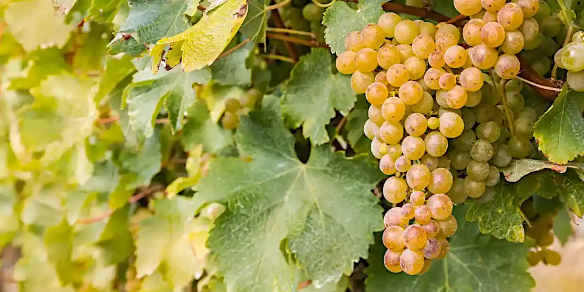 Vignoble de Sauvignon