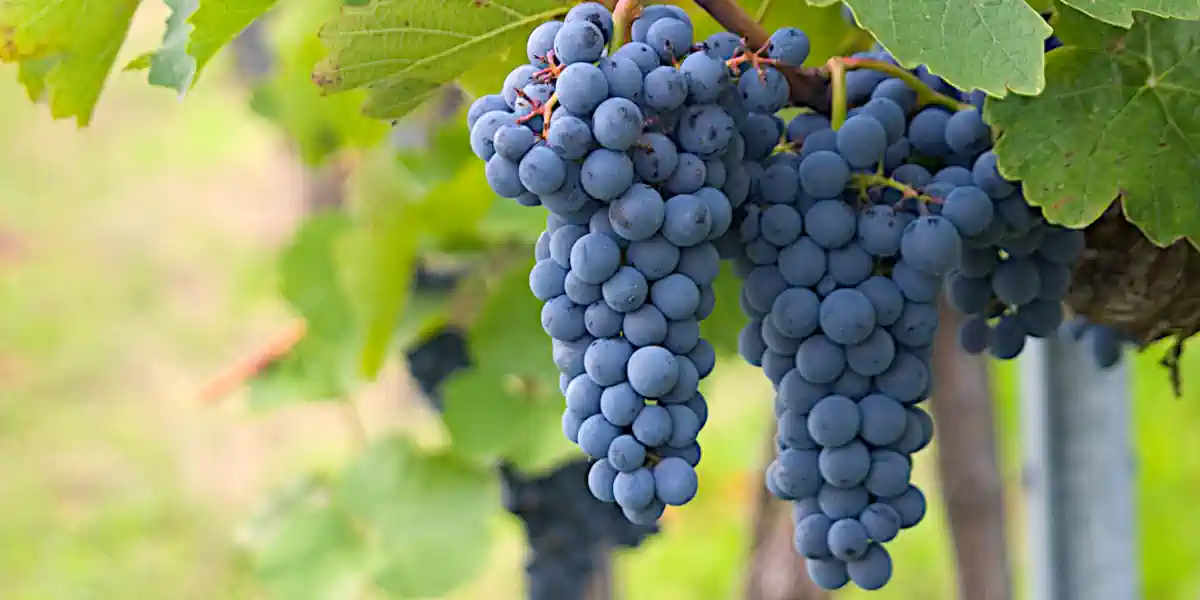 Vignoble de Seyve-Villard